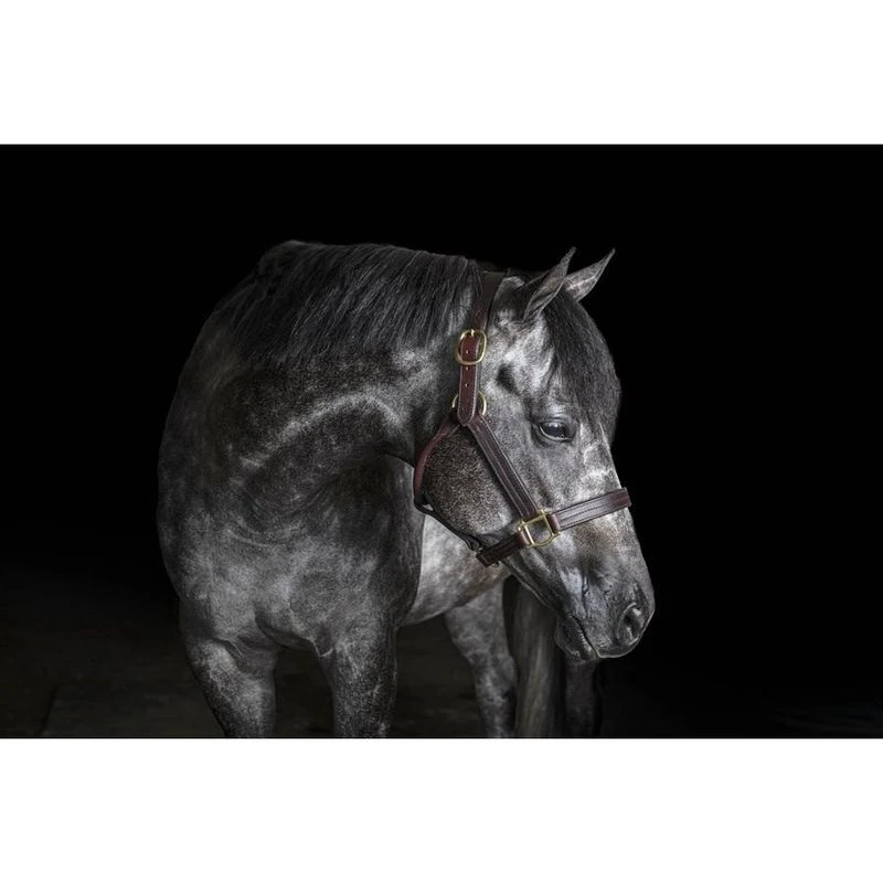 Perri's Heavy Weight Leather Track Halter - Havana 2 Perri's Heavy Weight Leather Track Halter - Havana - Image 2