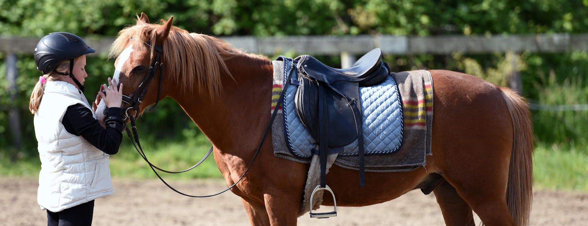 Equestrian supplies -Equestrian supplies pexels artstel 4019299
